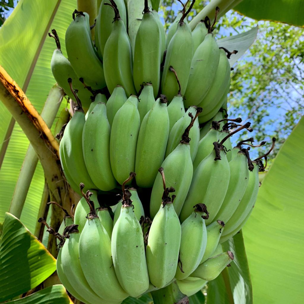 Musa sikkimensis Helen's Hybride - Darjeeling-Banane