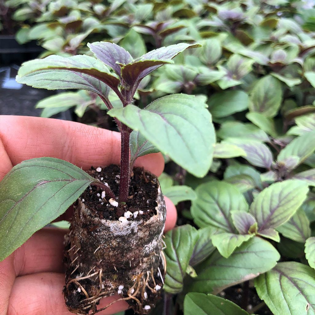 Basilic vivace Magic Mountain en plants