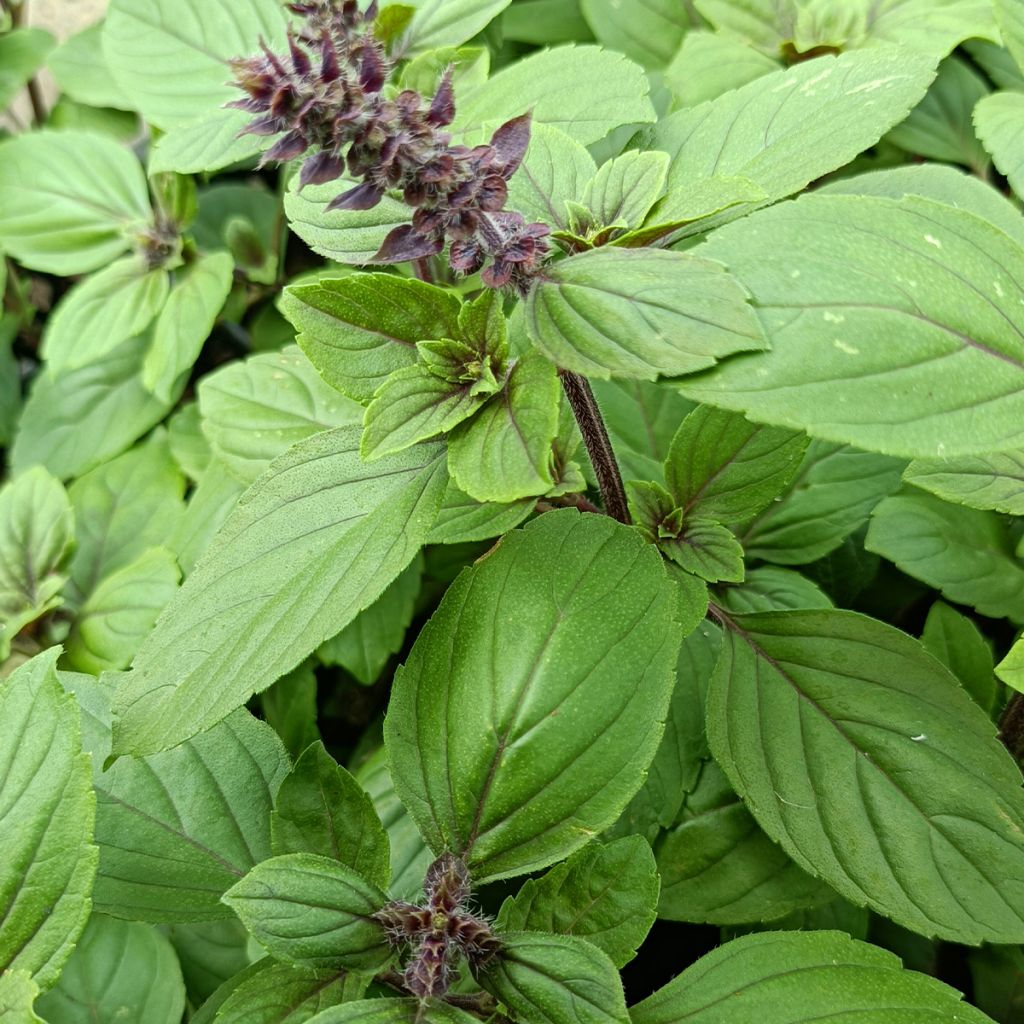 Basilic vivace Magic Mountain en plants