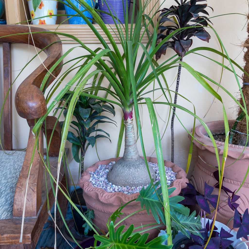 Beaucarnea recurvata - Arbre bouteille ou Pied d'éléphant