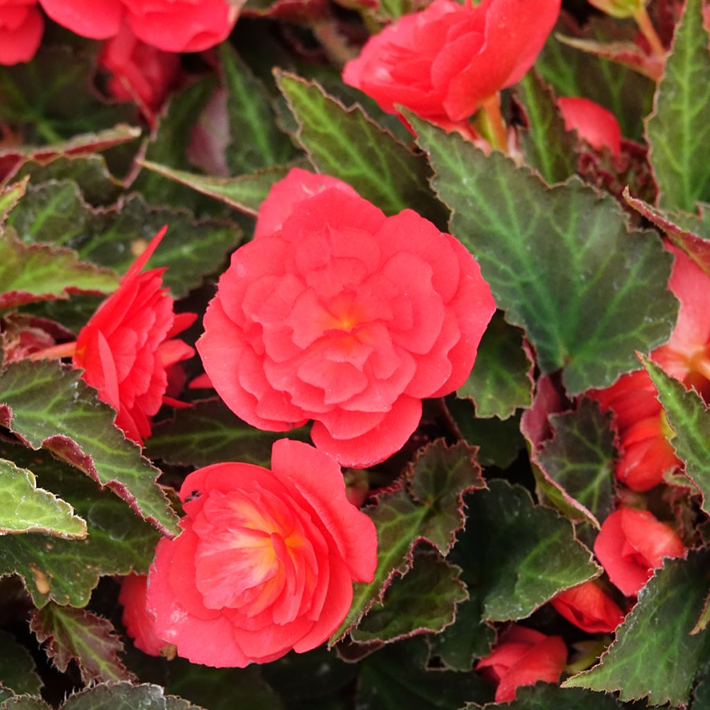 Begonie Bellissa Red - Begonia