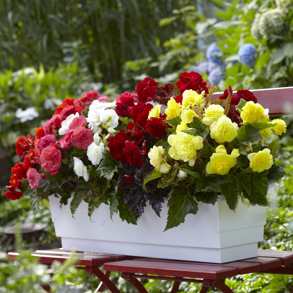 Begonia multiflora Maxima mix 6 Farben