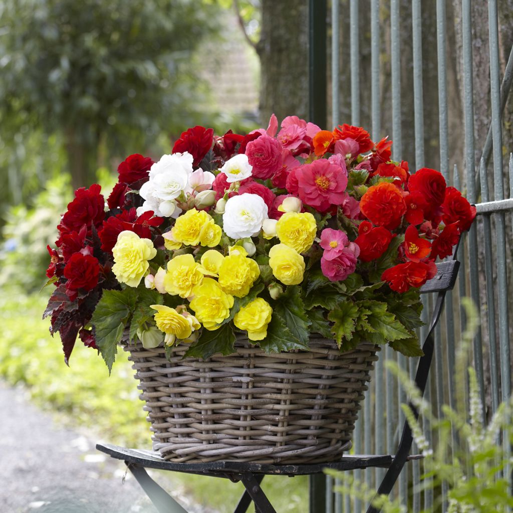 Begonia multiflora Maxima mix 6 Farben