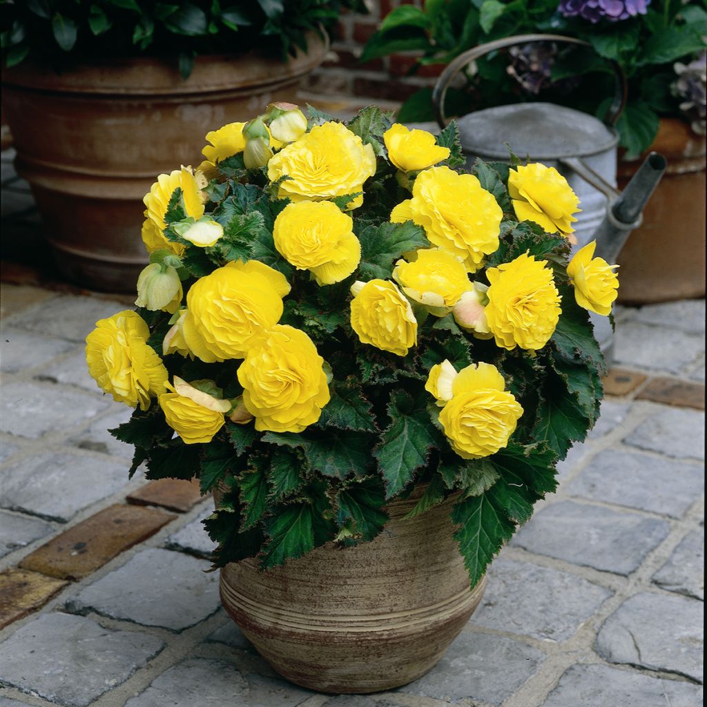 Begonie Non Stop Yellow - Begonia multiflora