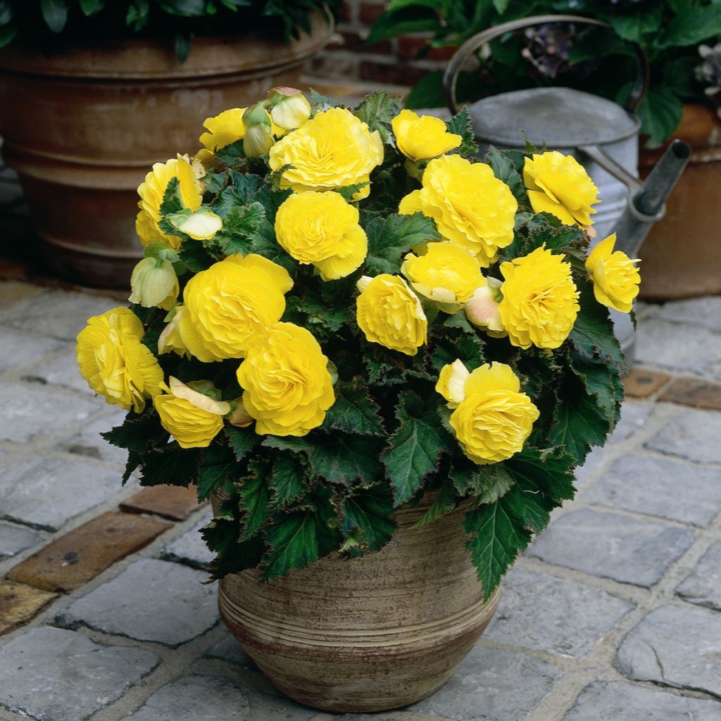 Begonie Non Stop Yellow - Begonia multiflora