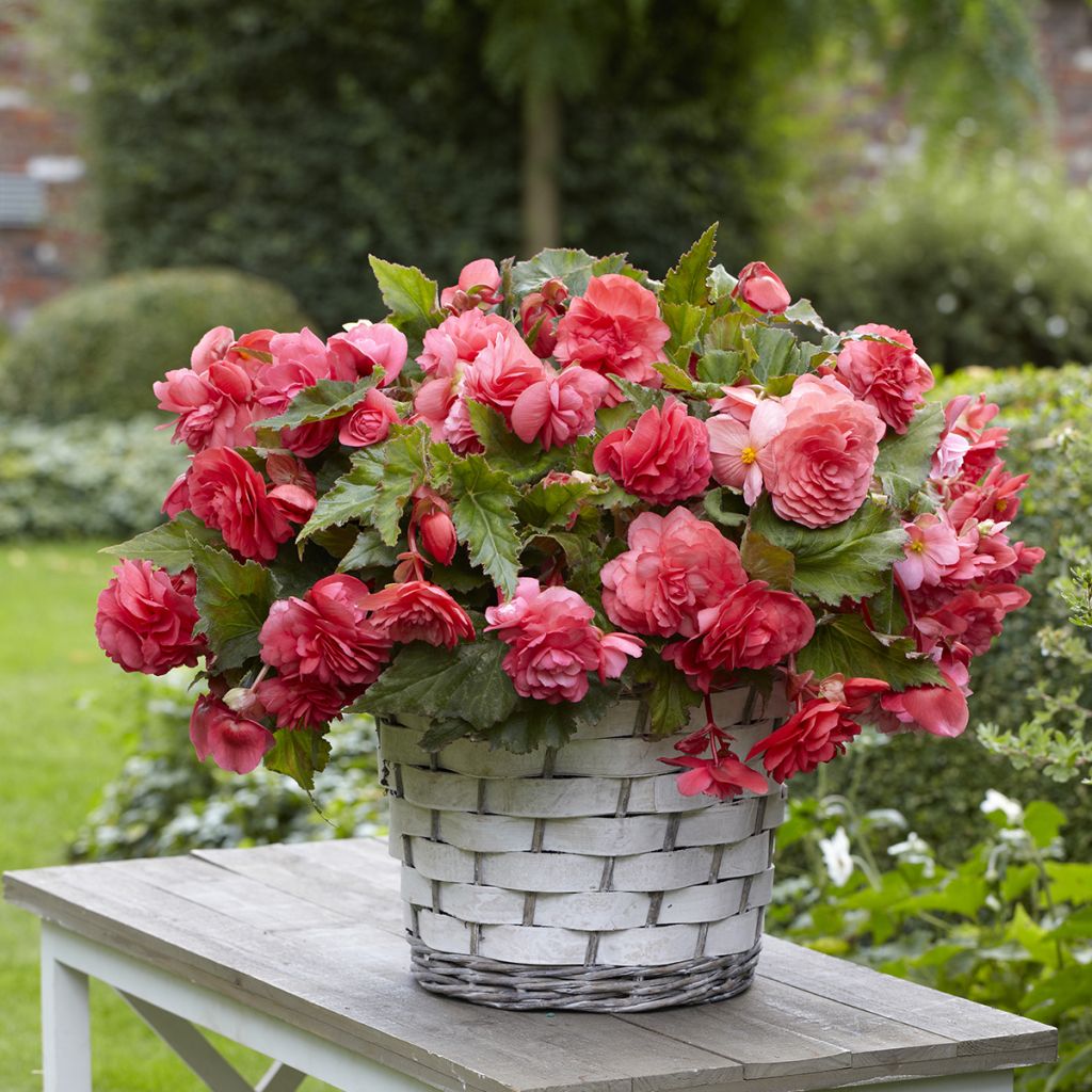 Begonie Pink Delight - Begonia Odorata 