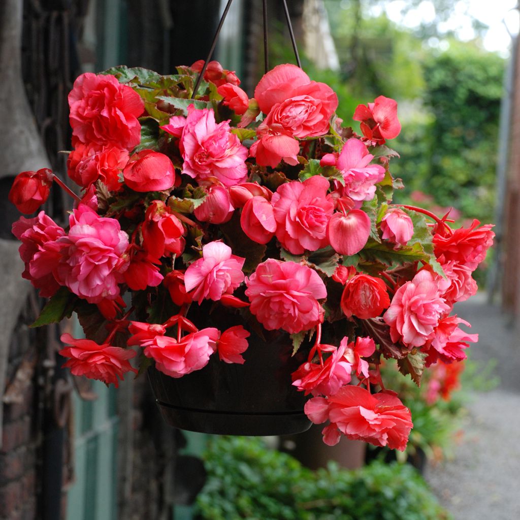 Begonie Pink Delight - Begonia Odorata 