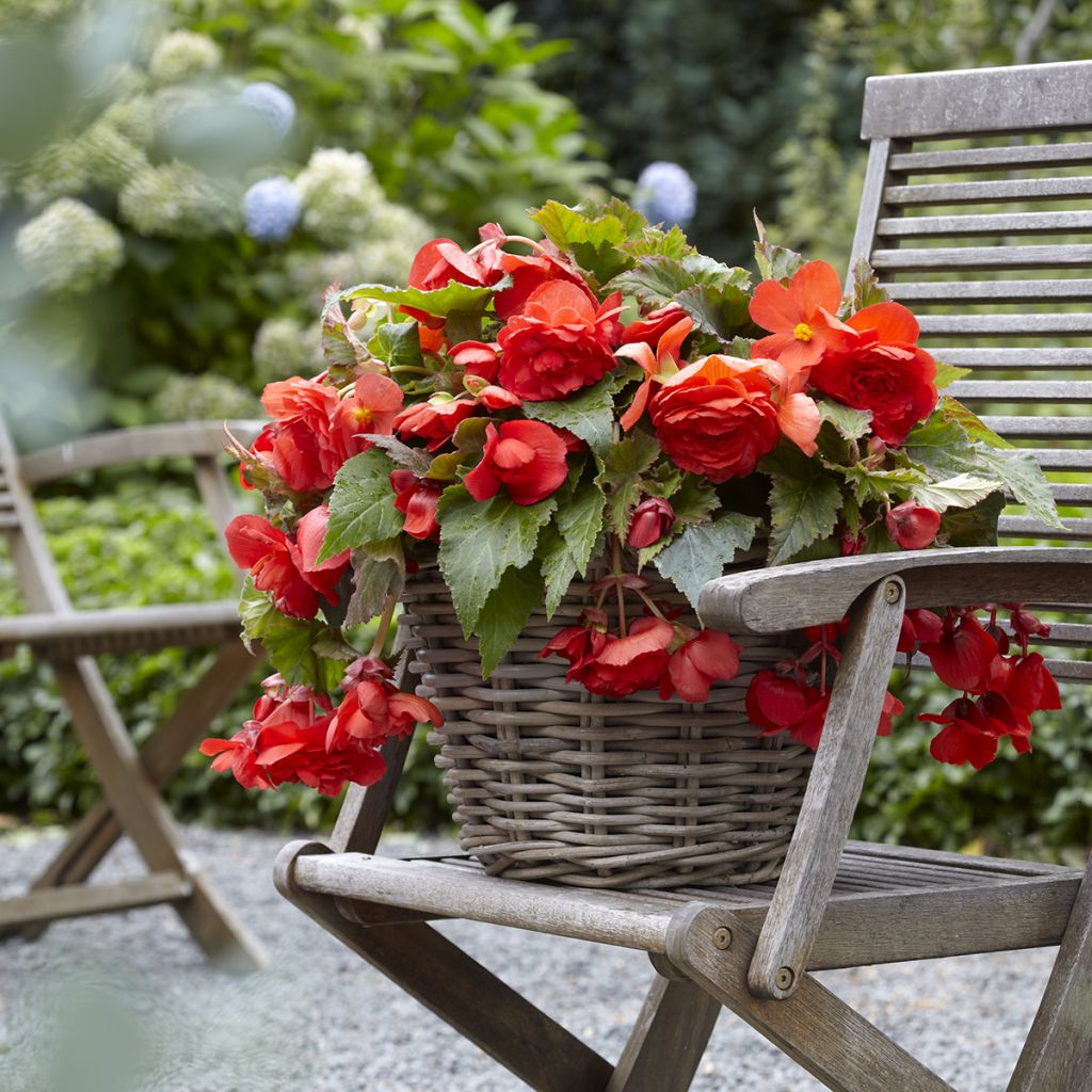 Begonie Red Glory - Begonia Odorata 