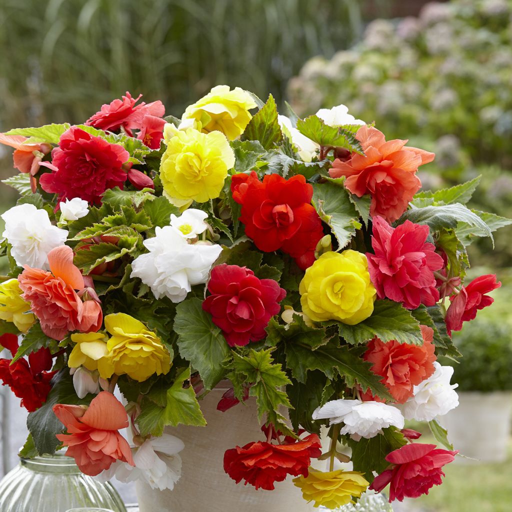 Begonie Cascade mix 6 Farben - Begonia Pendula 