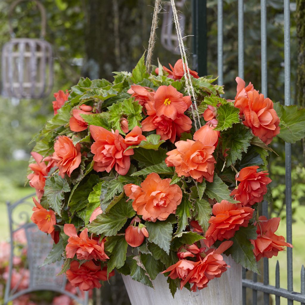 Begonie Cascade Salmon - Begonia Pendula