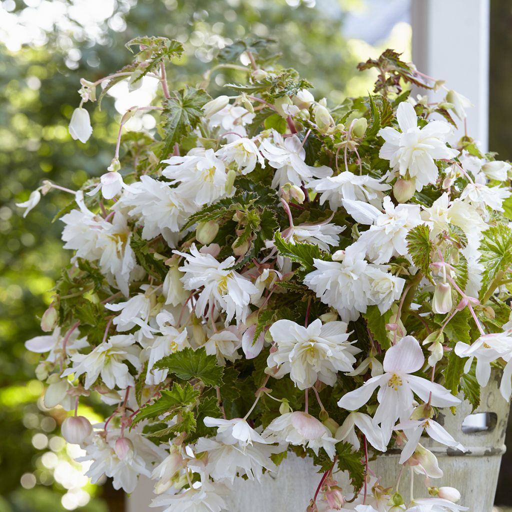Begonie Cascade White - Begonia Pendula