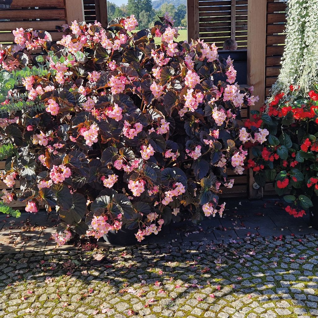 Begonia Stonehedge Light Pink Bronze Leaf