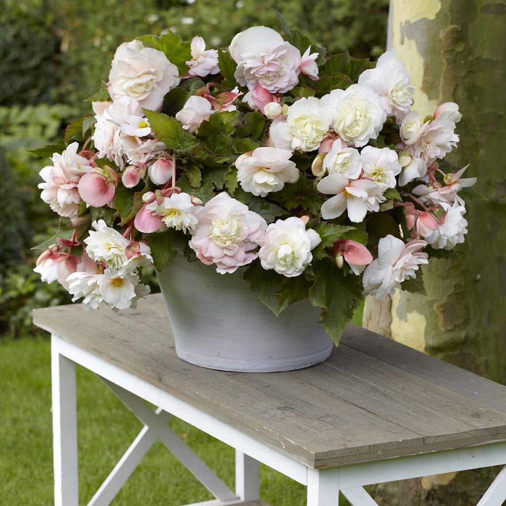Begonia Superba Bolero - Begonia Superba