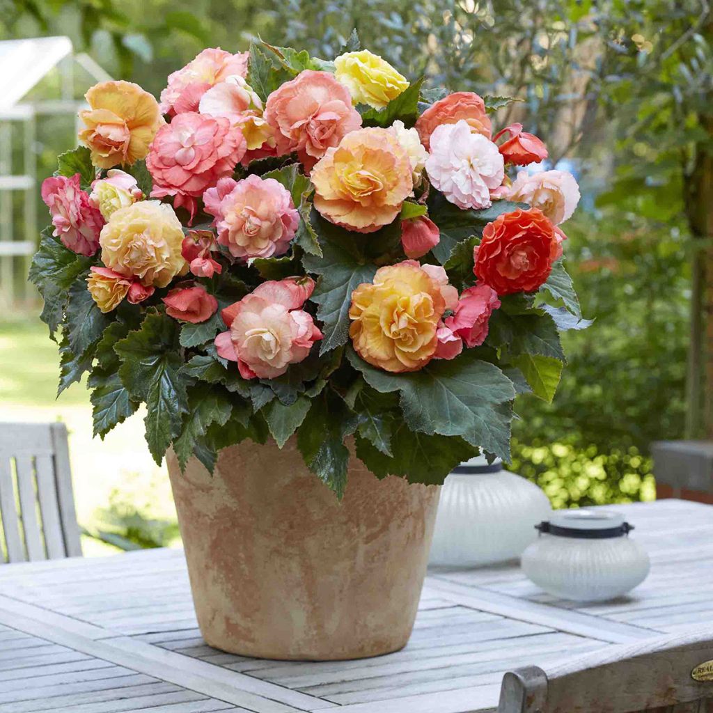 Begonia Superba Bolero - Begonia Superba