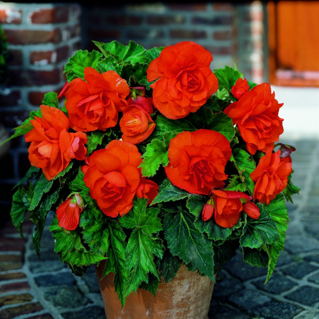 Begonie Copper - Begonia grandiflora