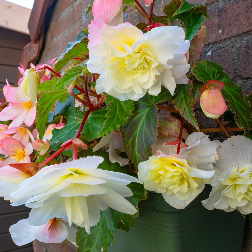 Begonie Angelique - Begonia odorata