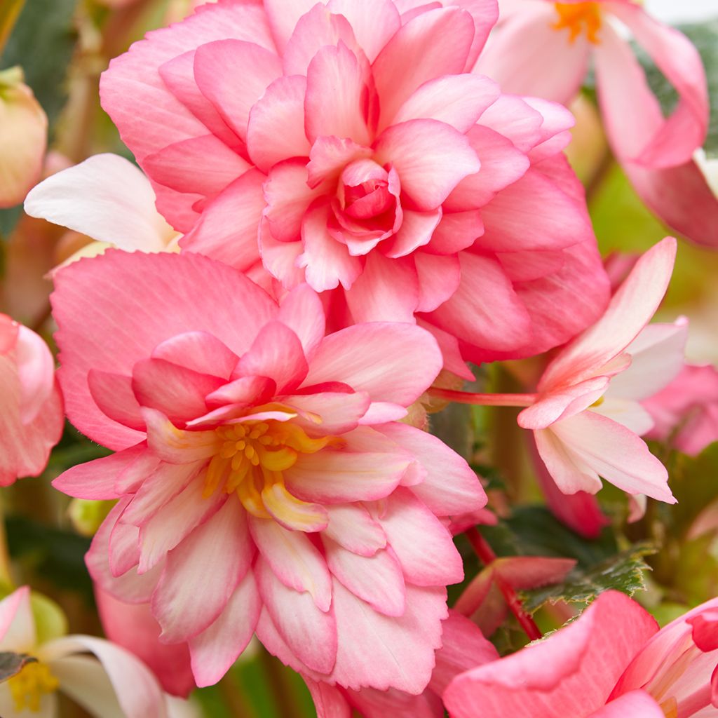 Begonie Chanson Pink and White Bicolor (Samen) - Begonia