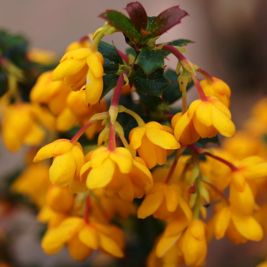 Berberis stenophylla Corallina Compacta - Schmalblättrige Berberitze