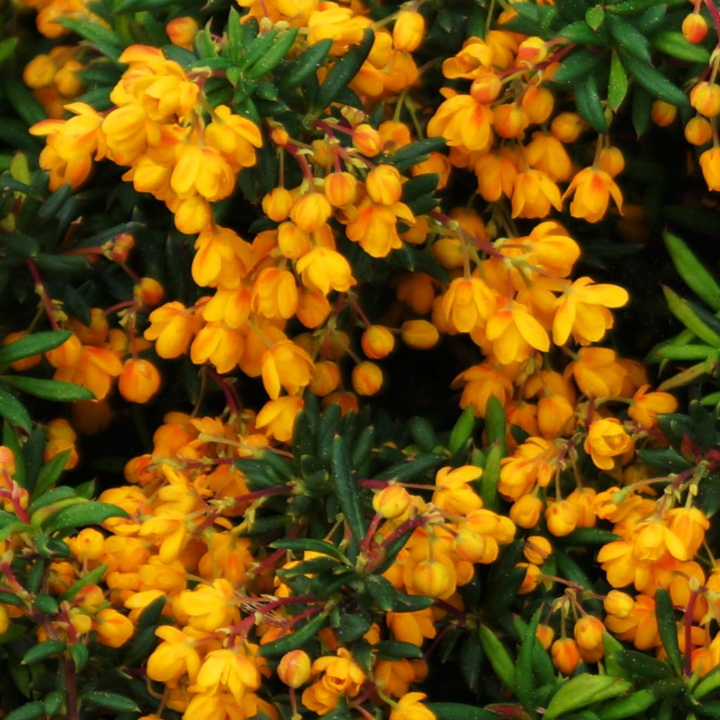 Berberis stenophylla Corallina Compacta - Schmalblättrige Berberitze