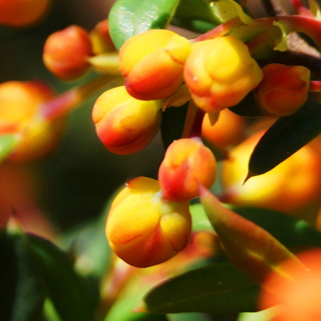 Berberis stenophylla Corallina Compacta - Schmalblättrige Berberitze