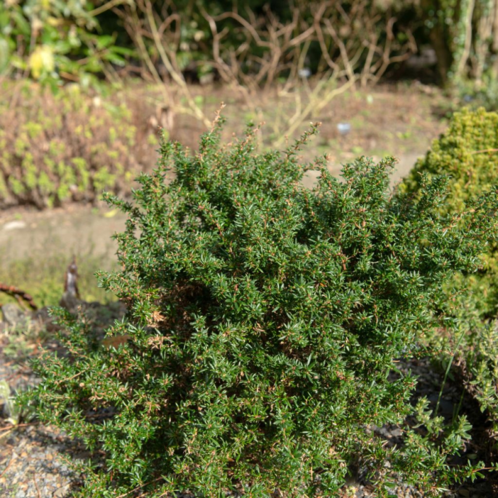 Berberis stenophylla Corallina Compacta - Schmalblättrige Berberitze