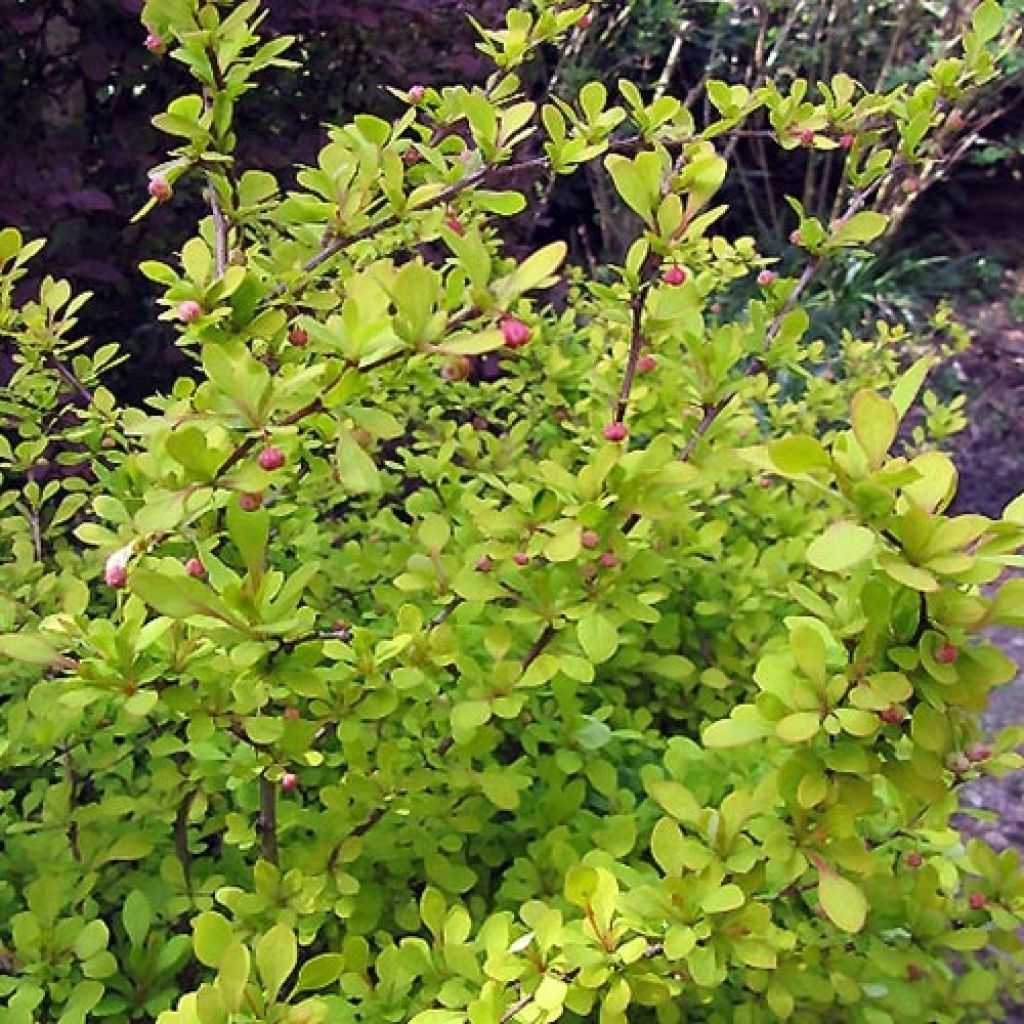 Berberis thunbergii Aurea