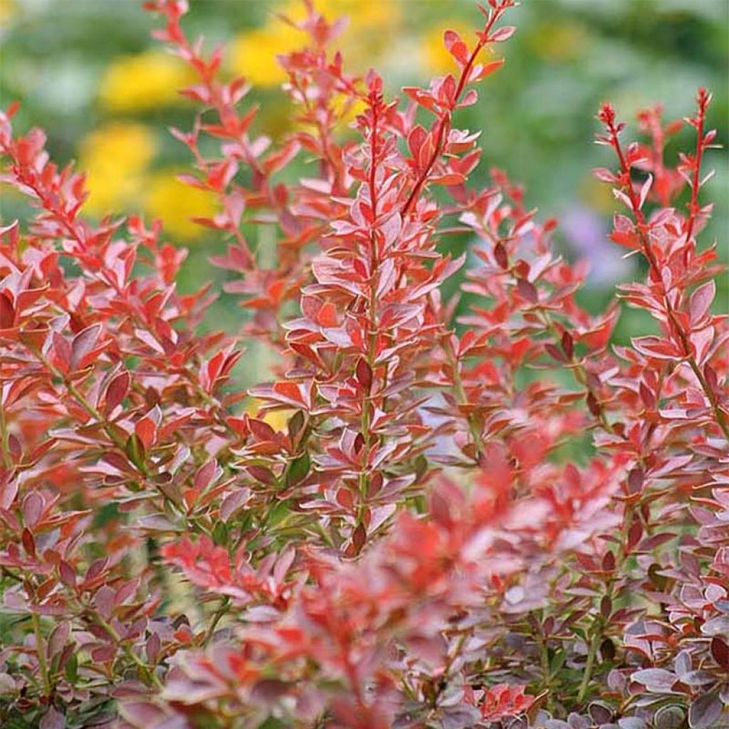 Berberis thunbergii Green Carpet