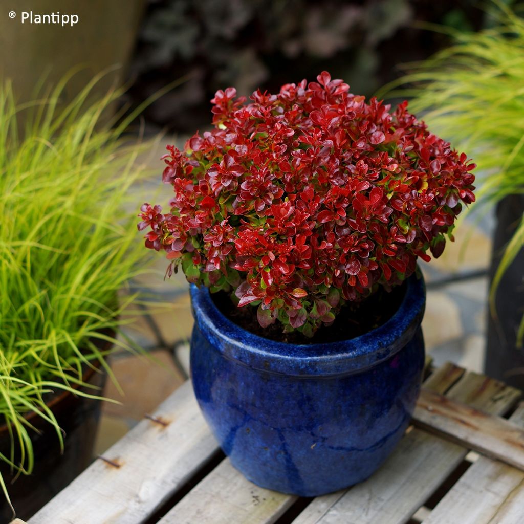 Berberis thunbergii Lutin Rouge - Epine-vinette naine
