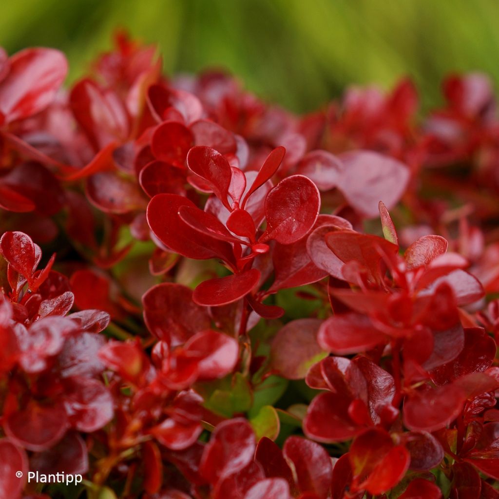 Berberis thunbergii Lutin Rouge - Epine-vinette naine