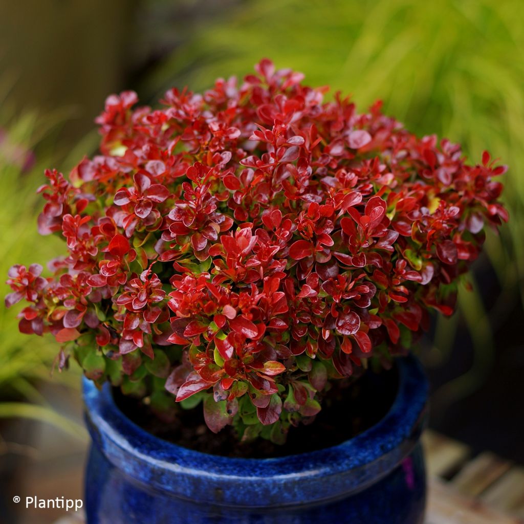 Berberis thunbergii Lutin Rouge - Epine-vinette naine