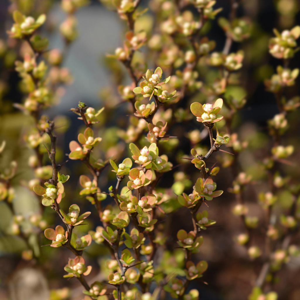 Berberis thunbergii Maria