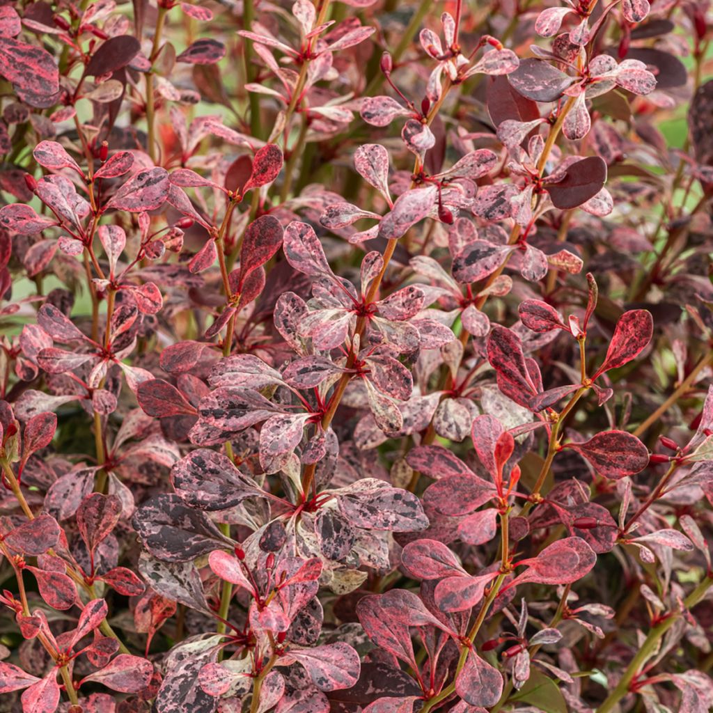 Berberis thunbergii Pink Pillar