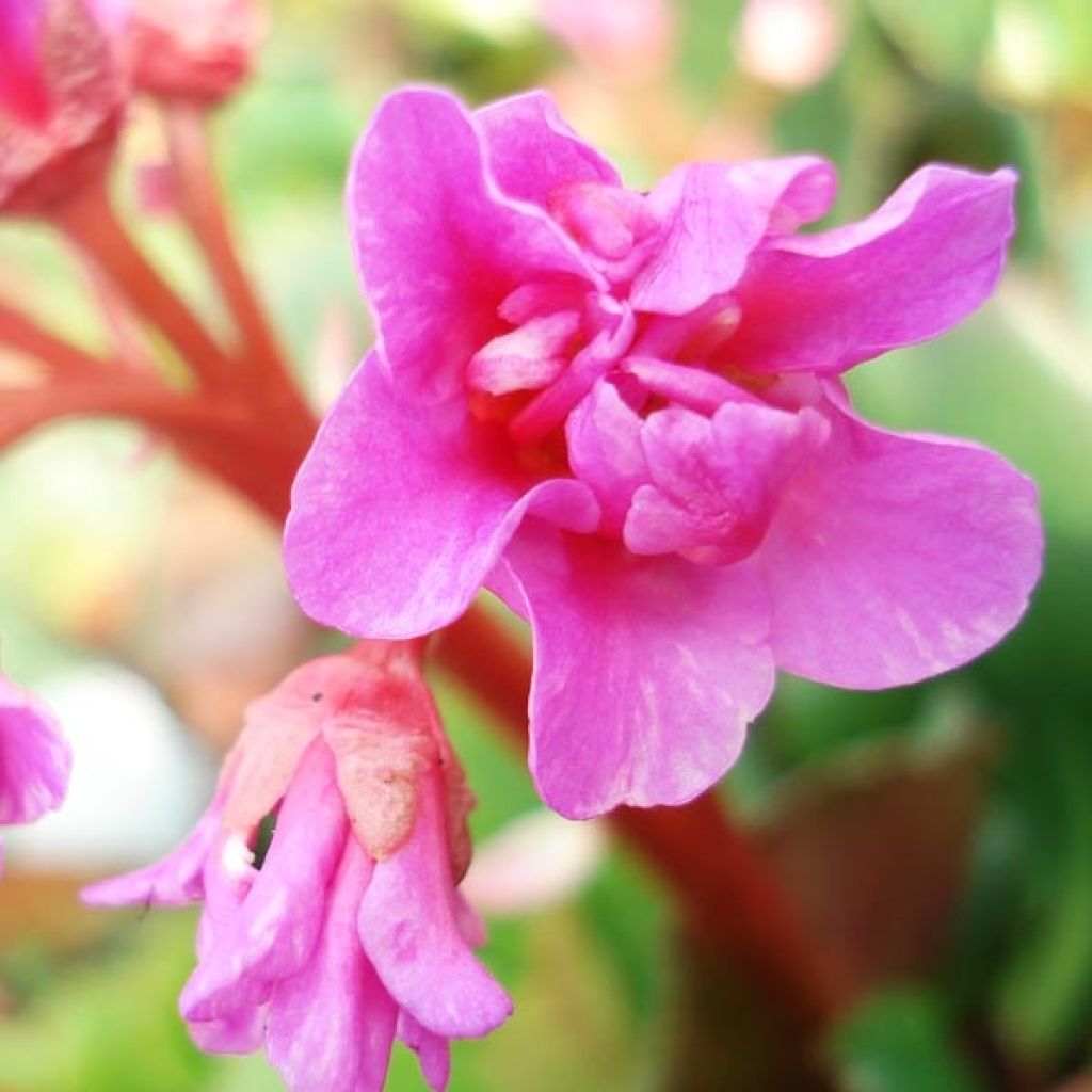 Bergenia cordifolia - Bergenie