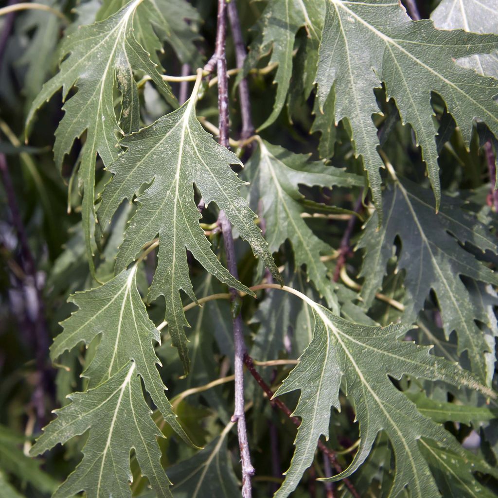 Betula pendula Crispa - Hänge-Birke