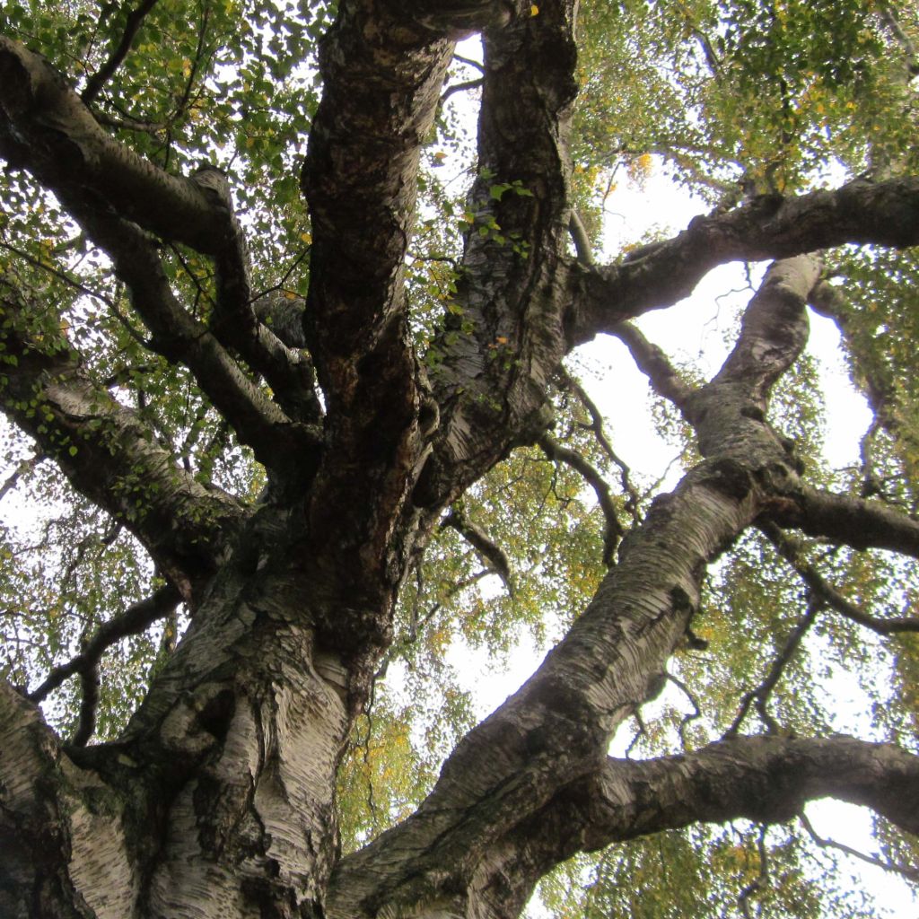 Betula pendula Tristis - Hänge-Birke