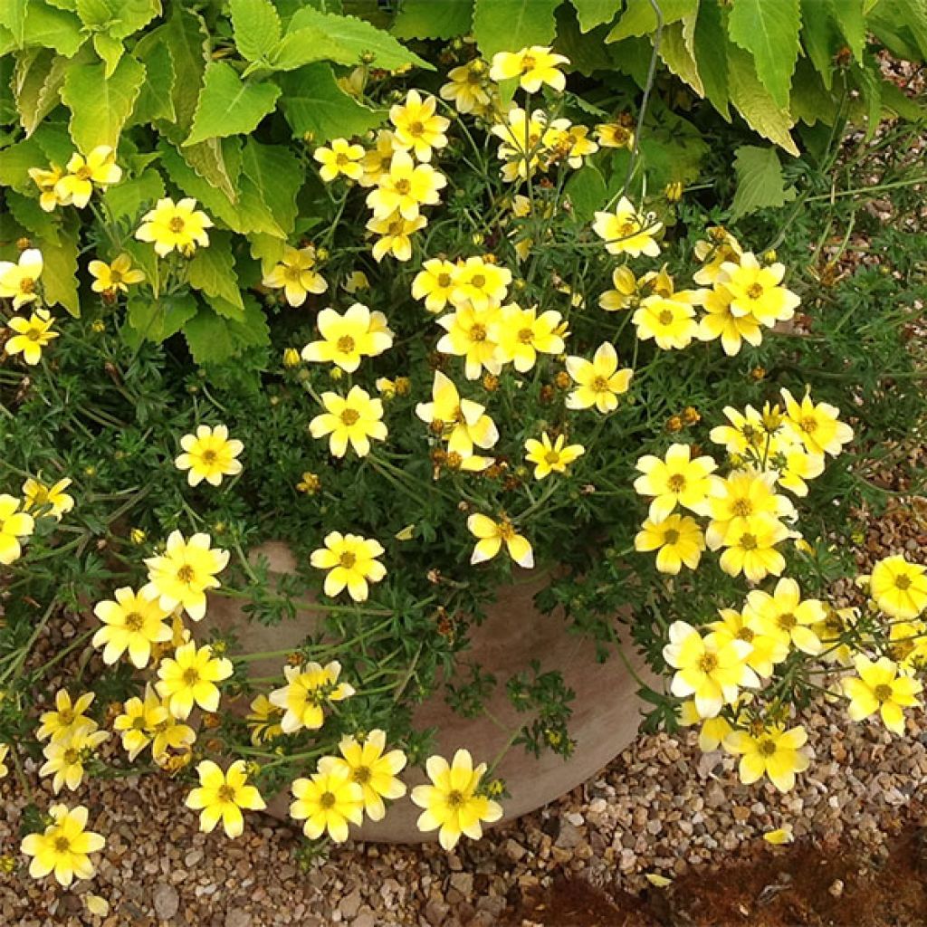 Bidens ferulifolia Lemon Moon - Zweizahn