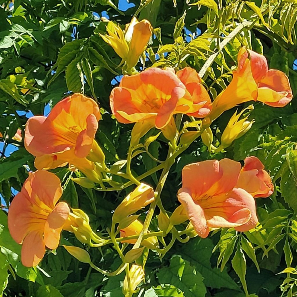 Campsis tagliabuana Summer Jazz Gold - Große Klettertrompete