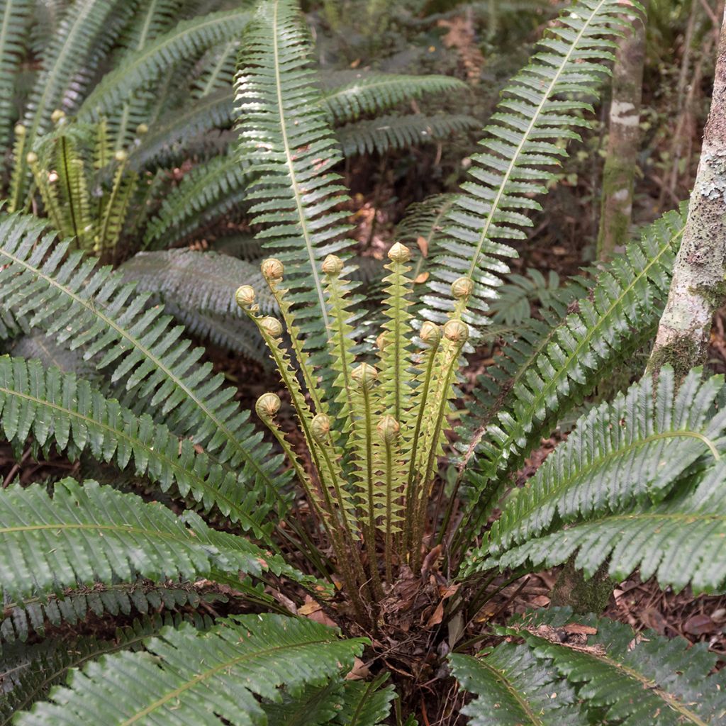 Blechnum discolor