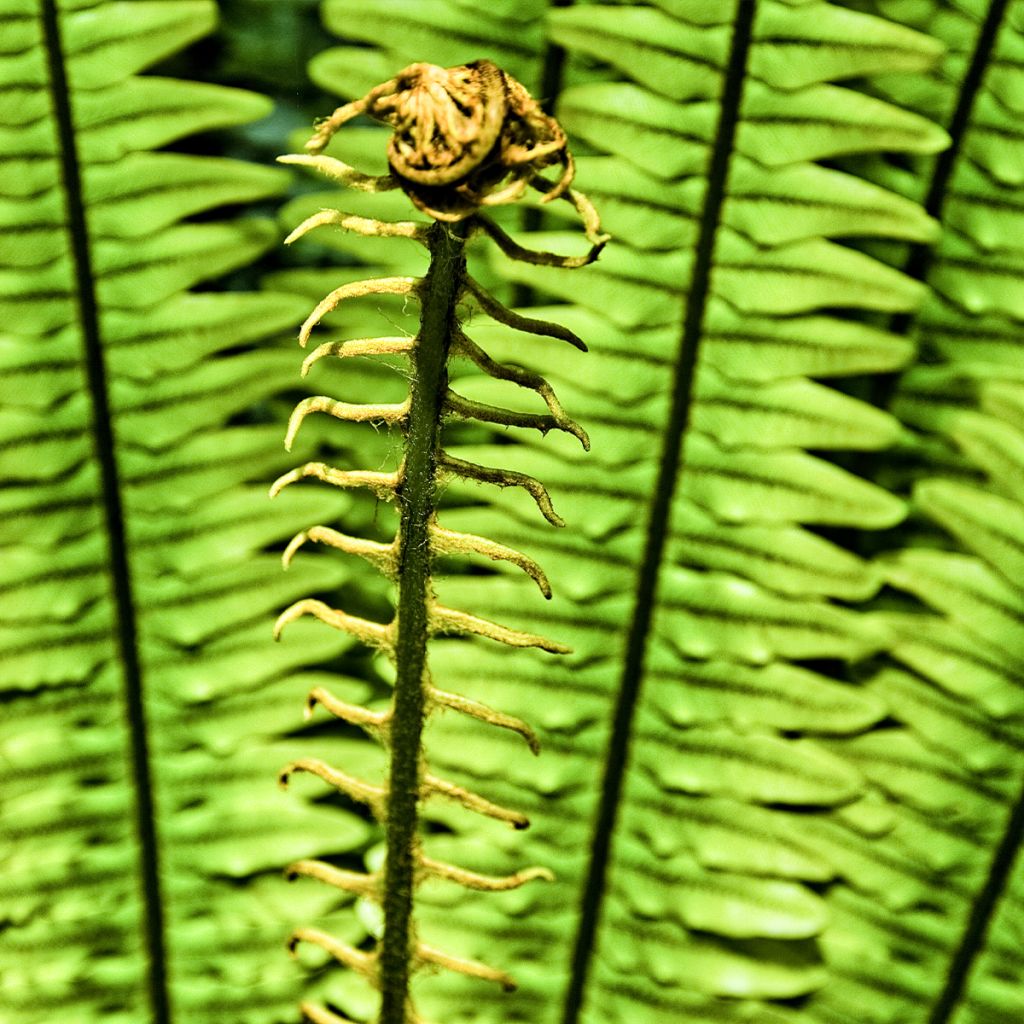 Blechnum discolor