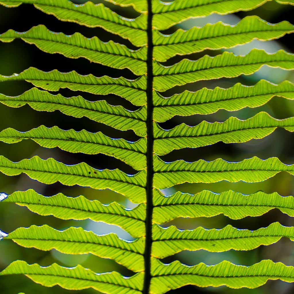 Blechnum discolor