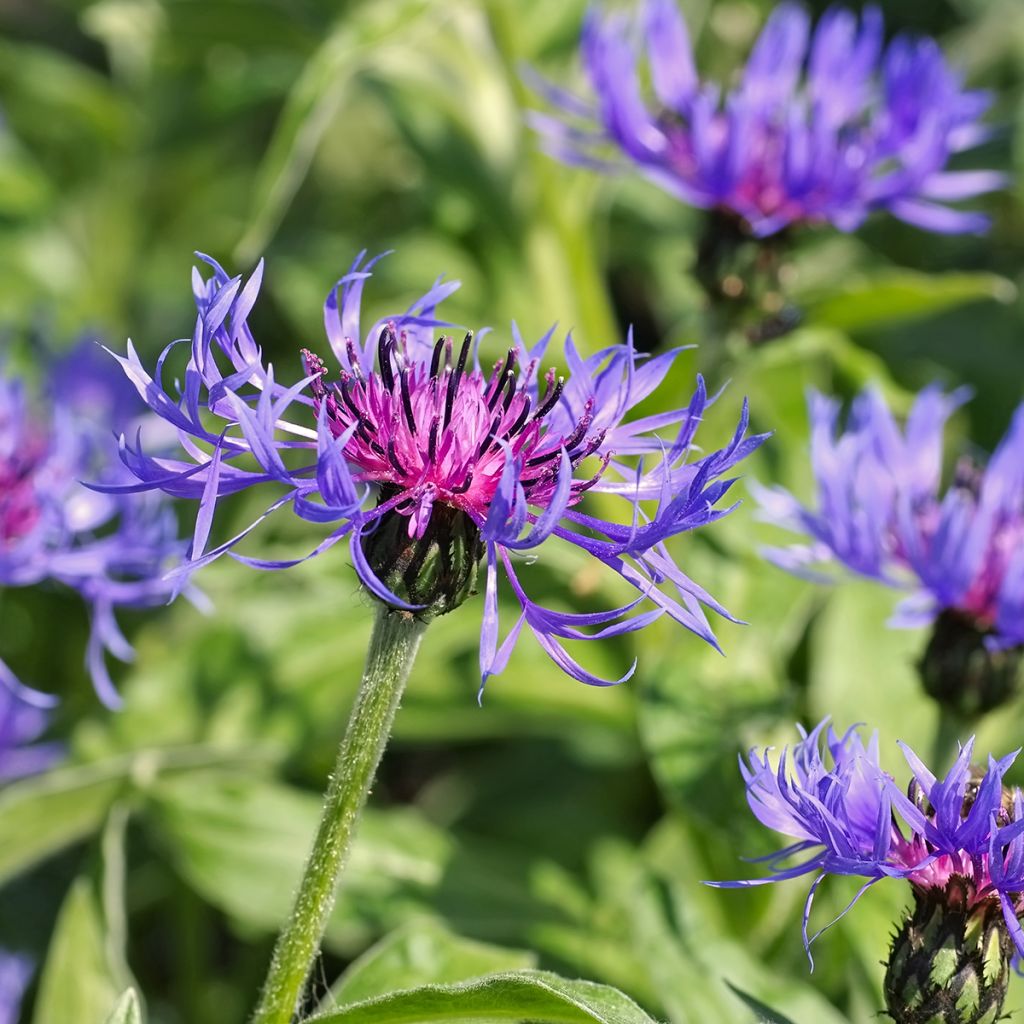 Berg-Flockenblume - Centaurea montana