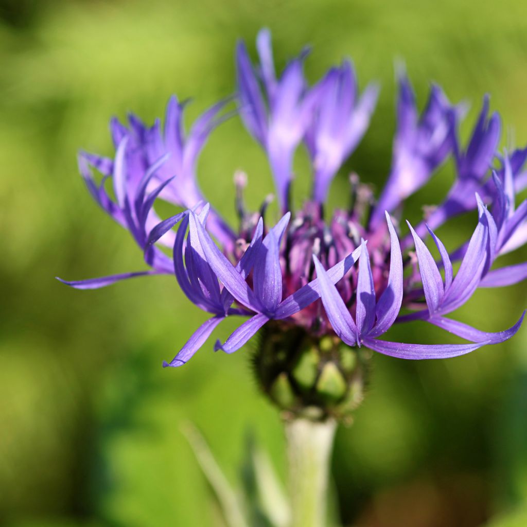 Berg-Flockenblume - Centaurea montana