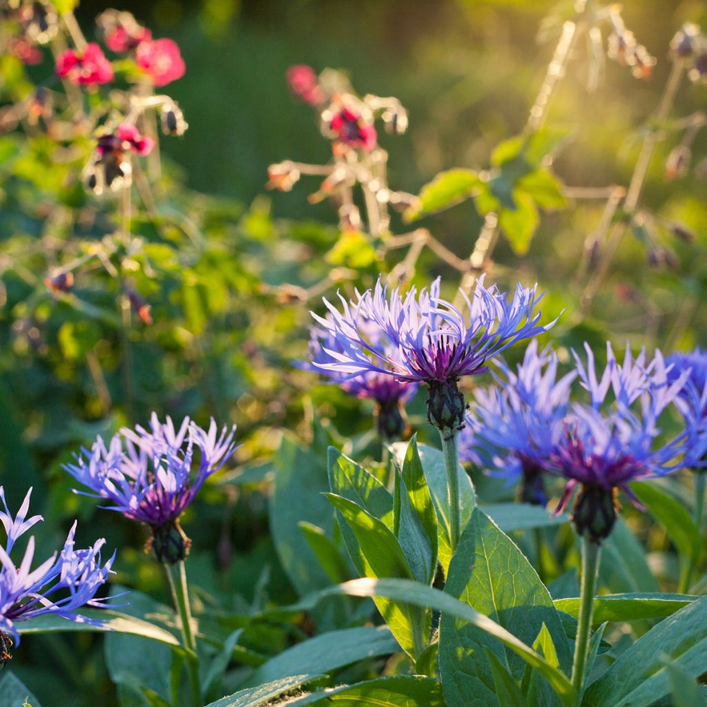 Berg-Flockenblume - Centaurea montana