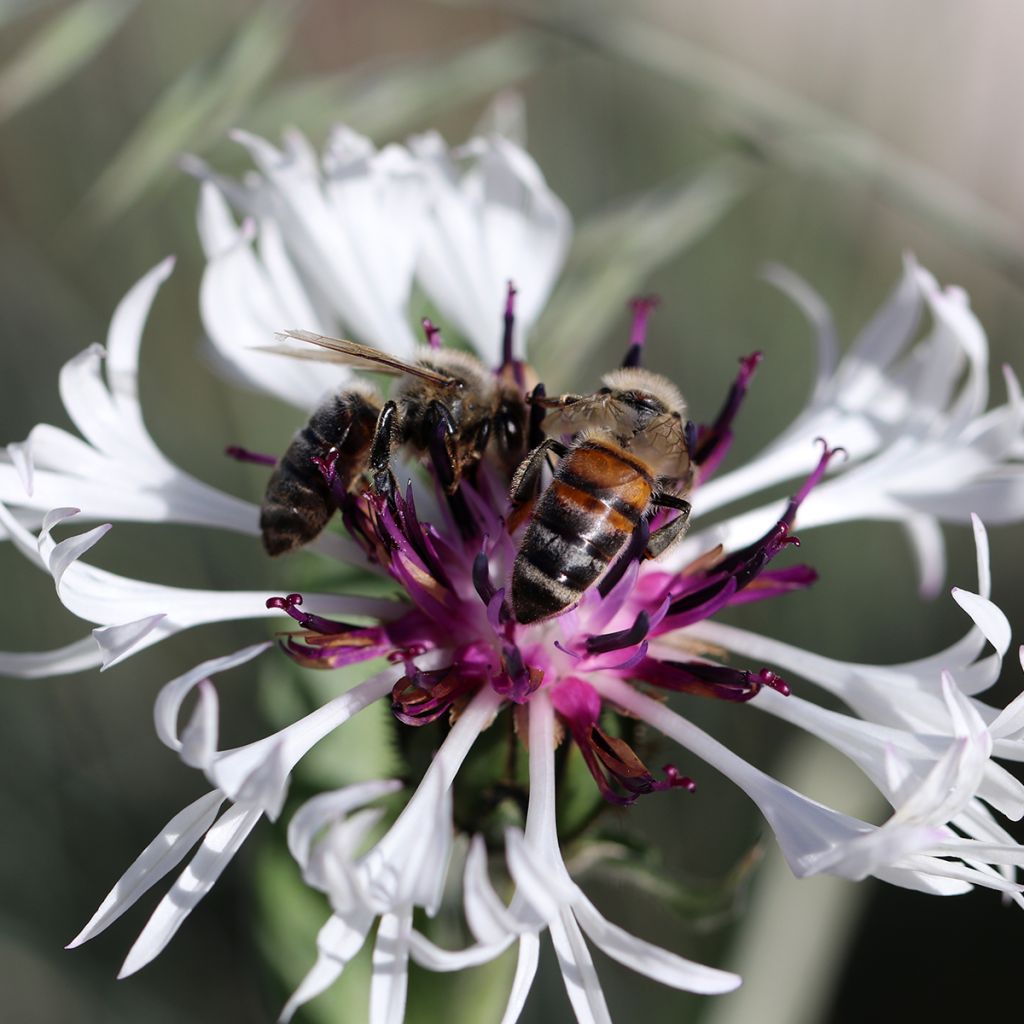 Berg-Flockenblume Amethyst in Snow - Centaurea montana