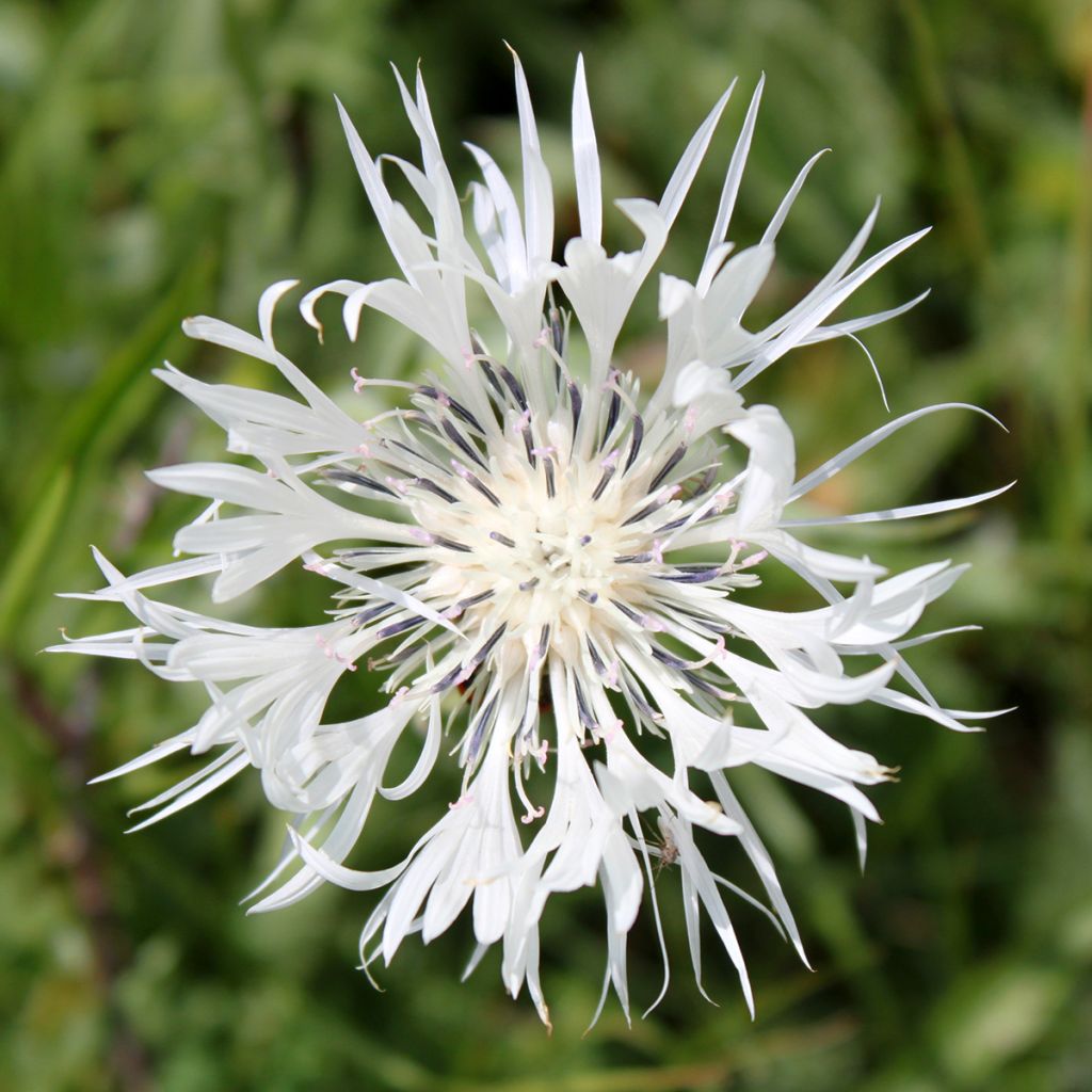 Berg-Flockenblume Alba - Centaurea montana