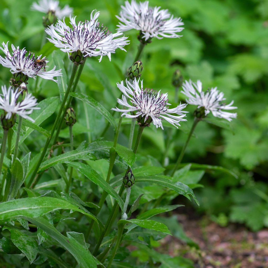 Berg-Flockenblume Alba - Centaurea montana