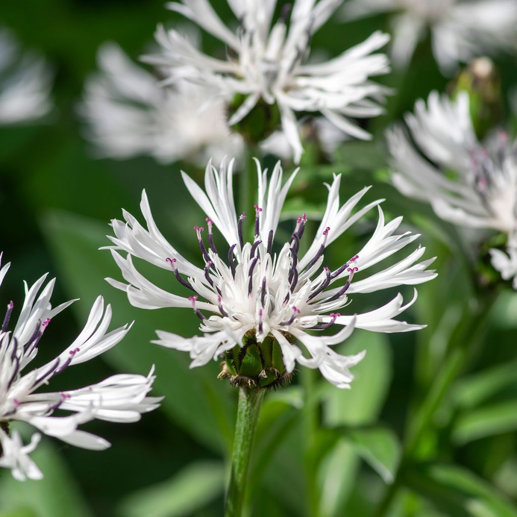 Berg-Flockenblume Alba - Centaurea montana