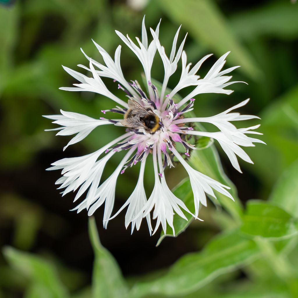 Berg-Flockenblume Alba - Centaurea montana