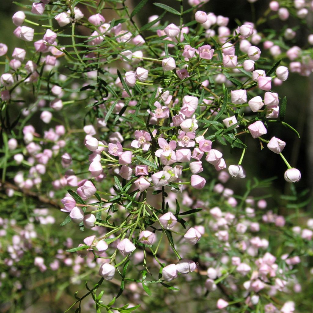Boronia pinnata var. muelleri