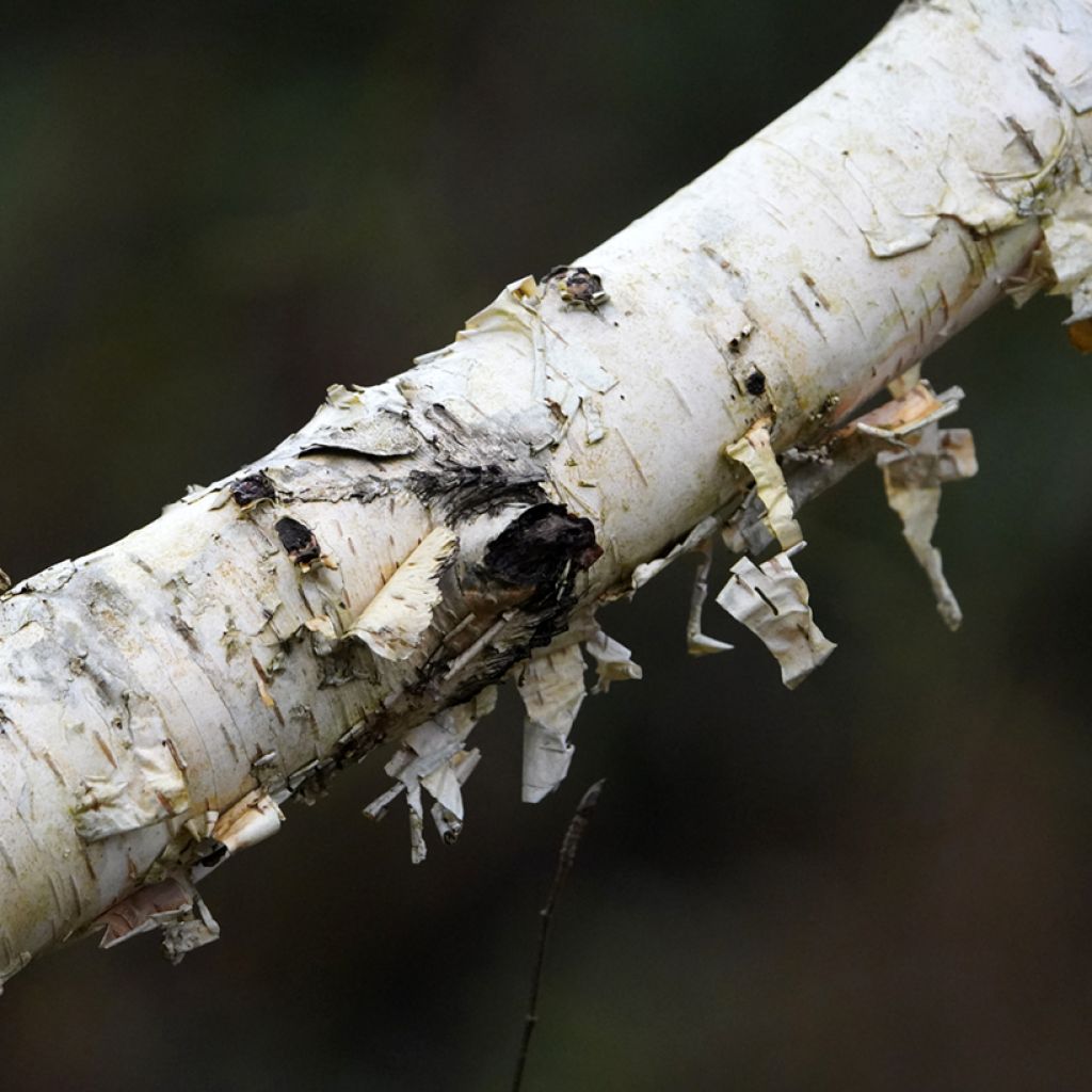 Betula utilis var. jacquemontii Doorenbos - Weißrindige Himalaya-Birke